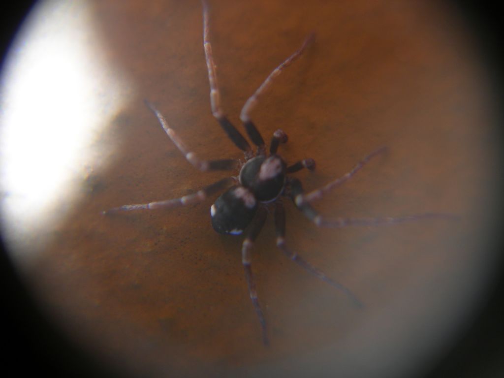 Philodromidae?  S,  Pulchellodromus  bistigma - Valpiana (GR)